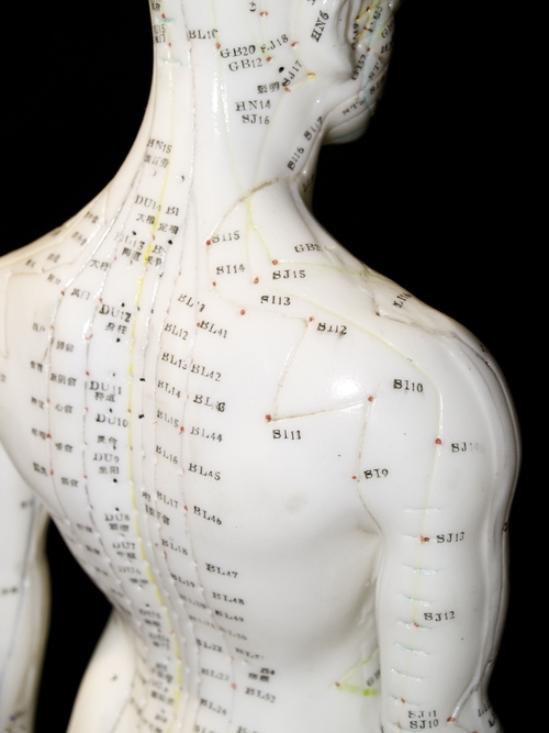 Acupuncture Model