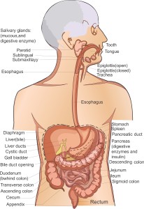 Vector medical illustration of human digestive system.